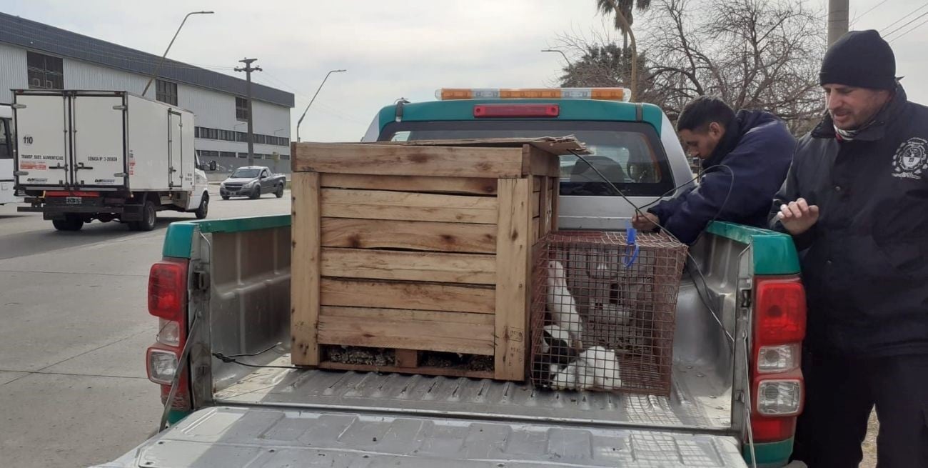Desmantelaron un criadero clandestinos de conejos en la ciudad de Santa Fe