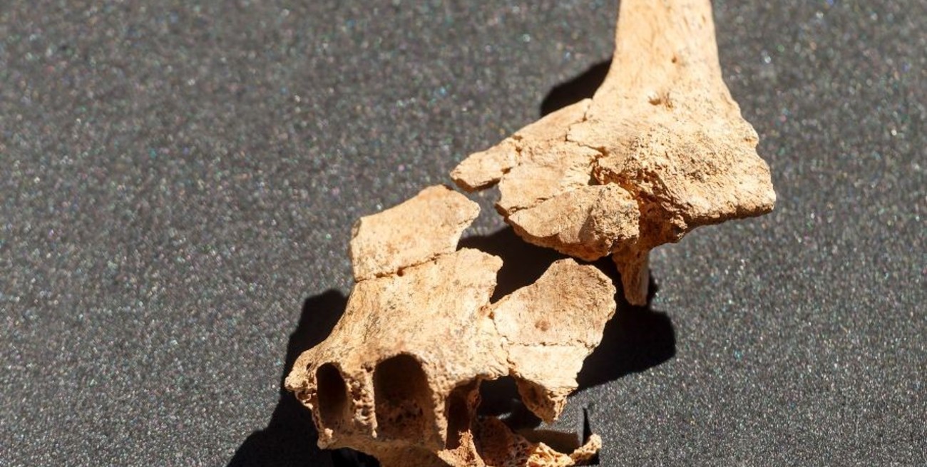 España: hallaron la cara del "primer europeo" en el yacimiento de Atapuerca