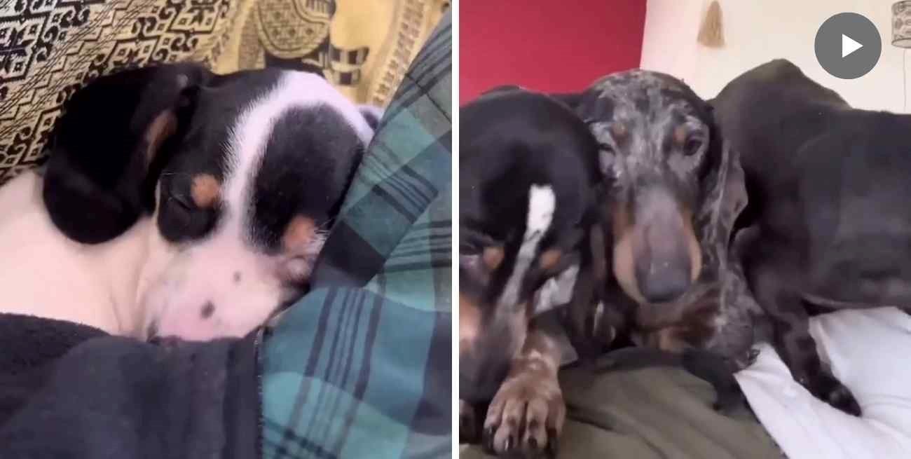 Video: así se encuentran los 97 perros salchichas rescatados en Buenos Aires