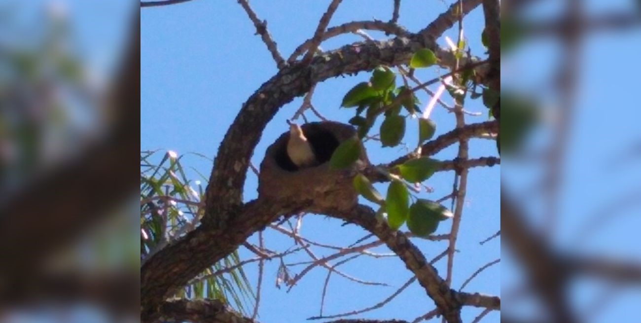 Línea directa: "Prestadores que cobran plus", "Diferencias abismales" y otros mensajes