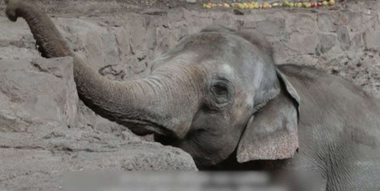 Kenia, la elefanta de 41 años que se prepara para ser trasladada desde Mendoza a un santuario en Brasil