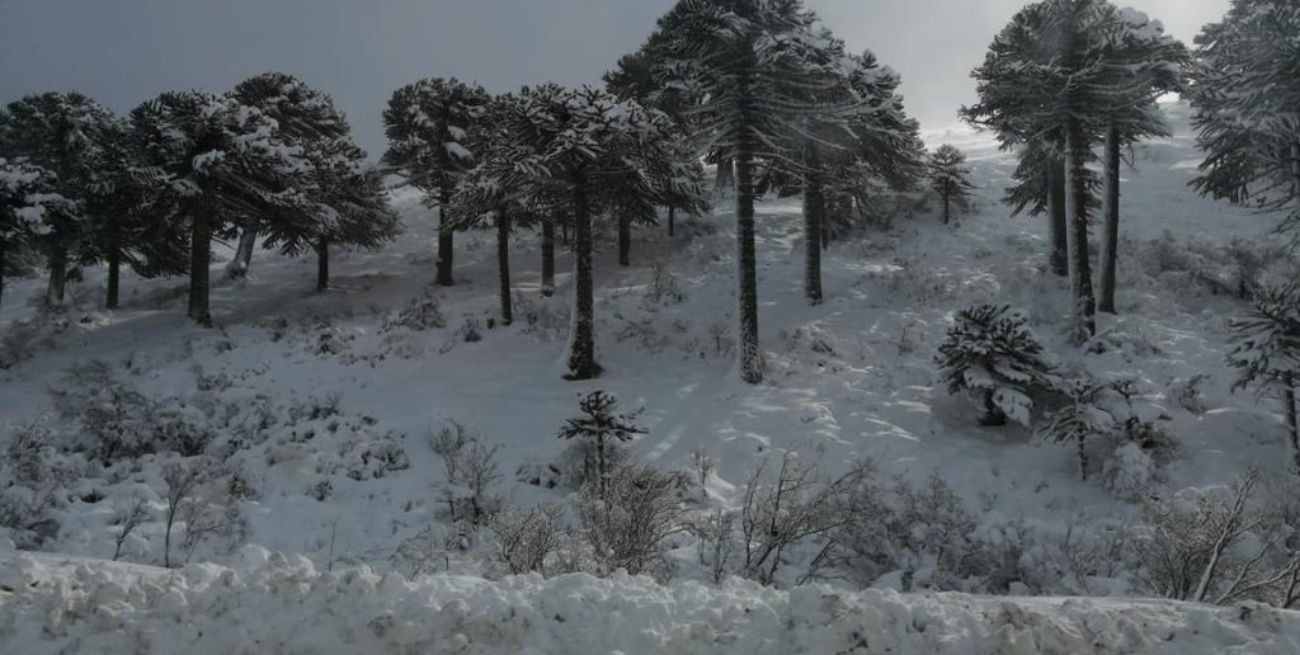 Se emitieron alertas por fuertes vientos y nevadas en seis provincias de la Argentina
