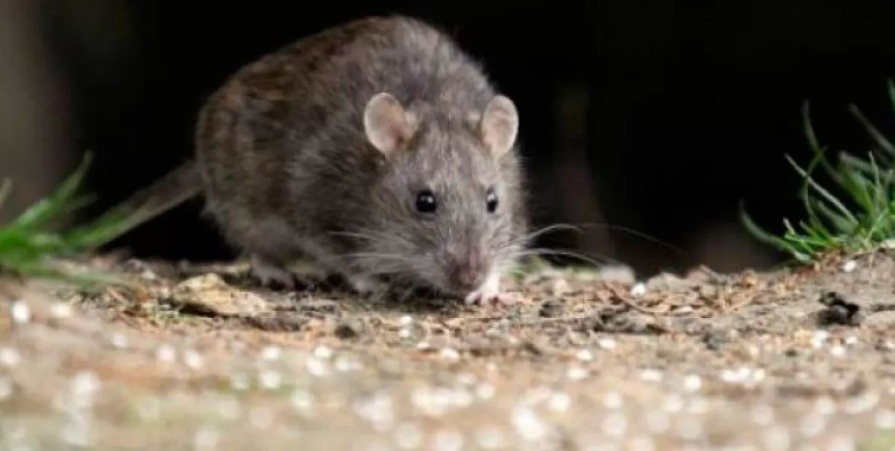 Confirman una nueva muerte por hantavirus en Chubut