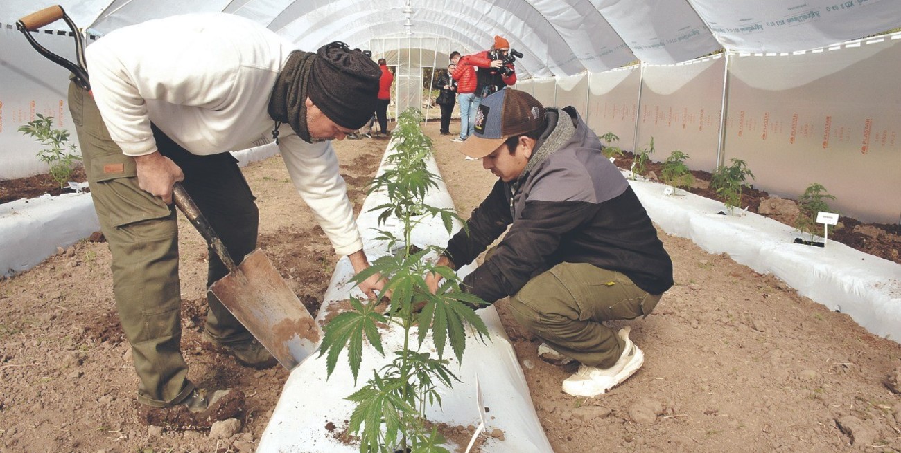 "Mi hija tenía hasta 100 convulsiones por día": una de tantas historias detrás del cannabis medicinal