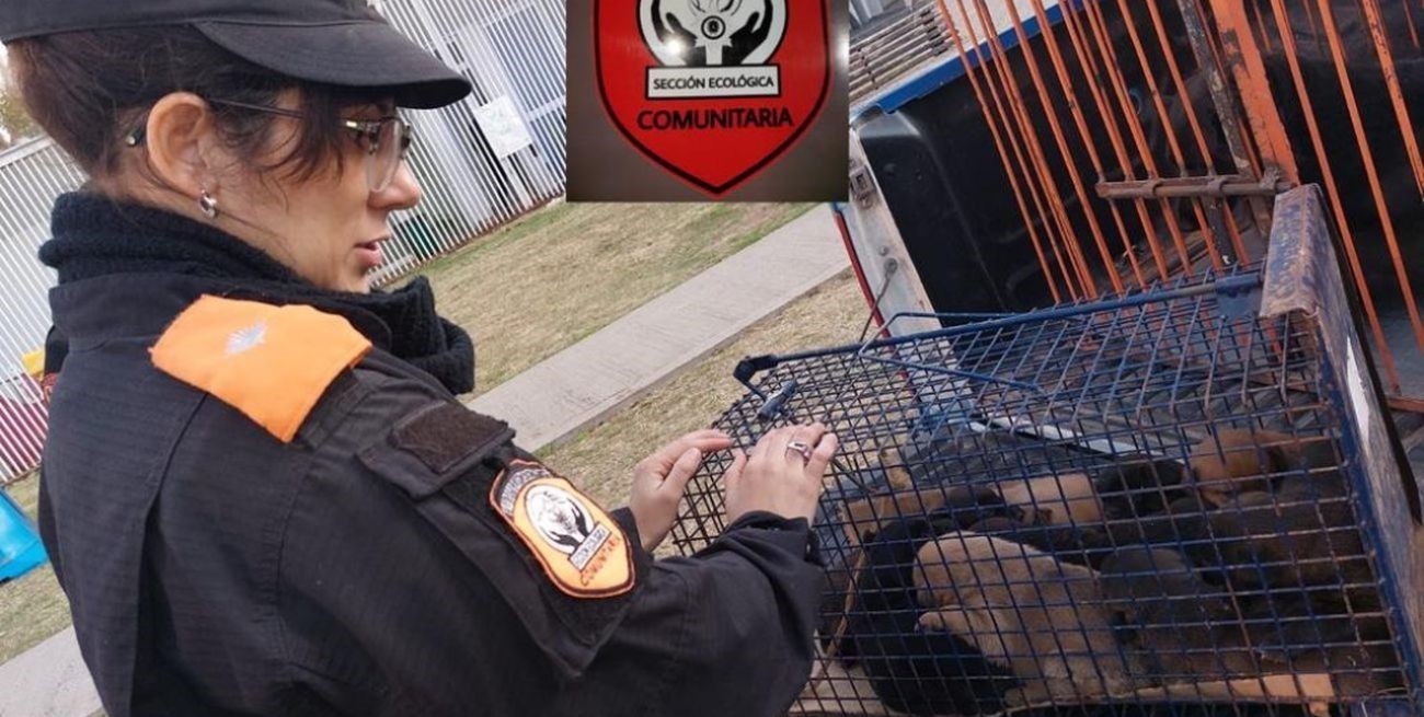 Rescatan 9 cachorros del interior de una alcantarilla en Santa Fe 