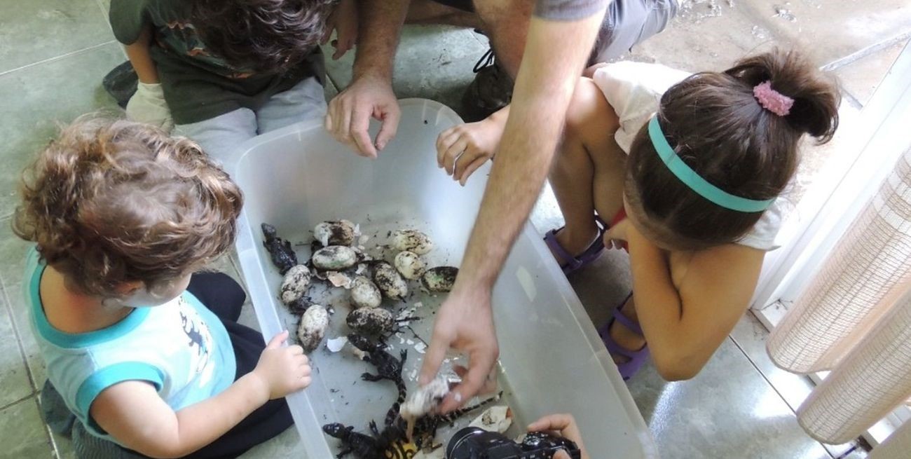 Gauchos y científicos, juntos a la par: se crían por año 3 mil huevos de yacarés en Santa Fe