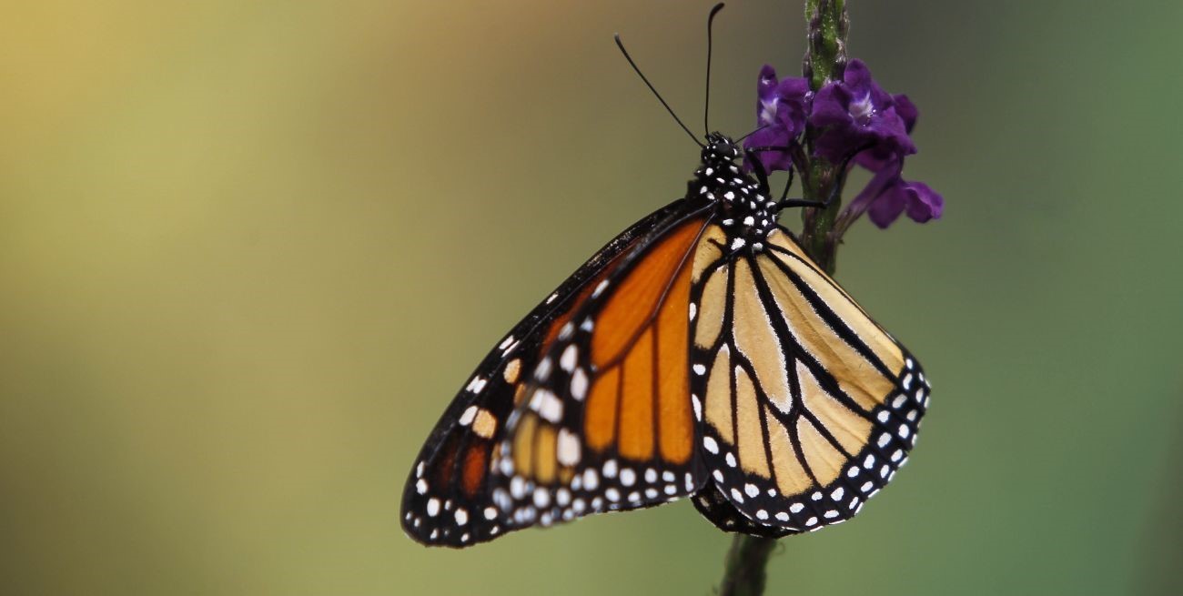 Las mariposas monarca migratorias se encuentra en peligro de extinción
