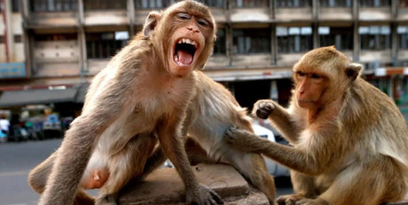 Un grupo de monos mató a un bebé de cuatro meses en India