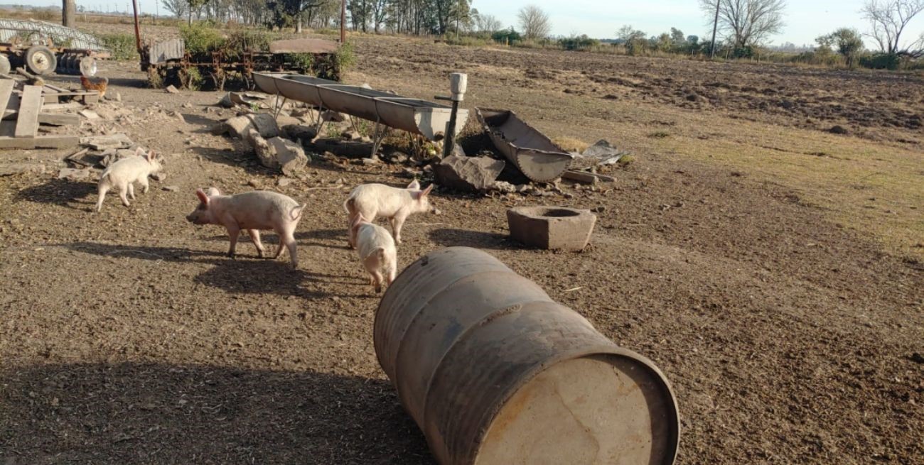 Se profundizan los controles y la prevención por el aumento de casos de triquinosis
