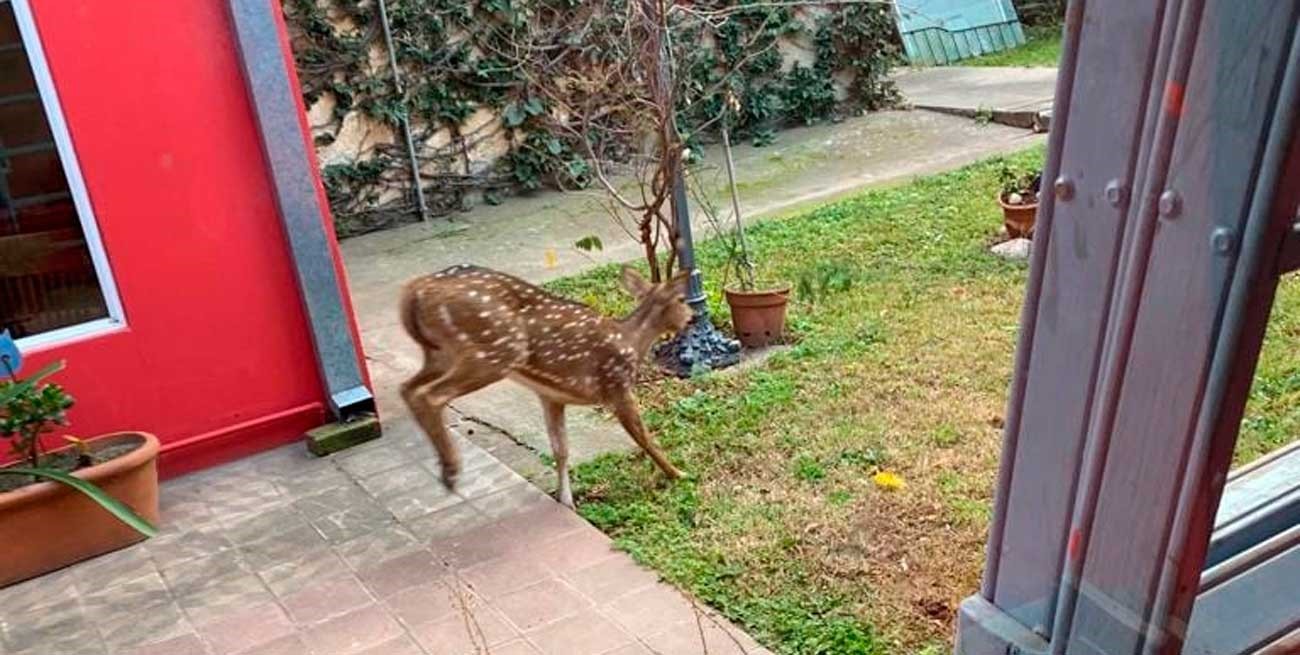 Sorpresa: avistaron un ciervo axis en un patio de San Carlos Sud
