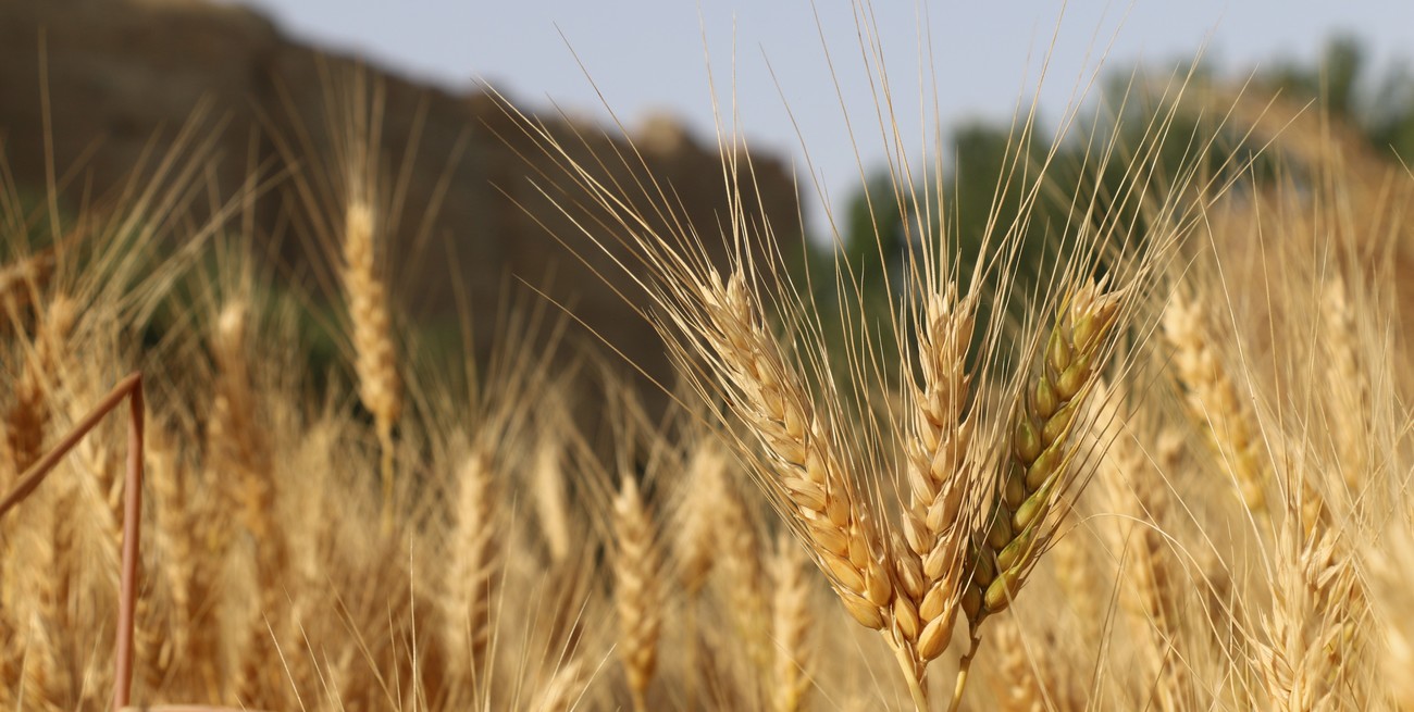 Costamagna: "El sector productivo en Santa Fe está trabajando a full, generando empleo y multiplicando divisas"