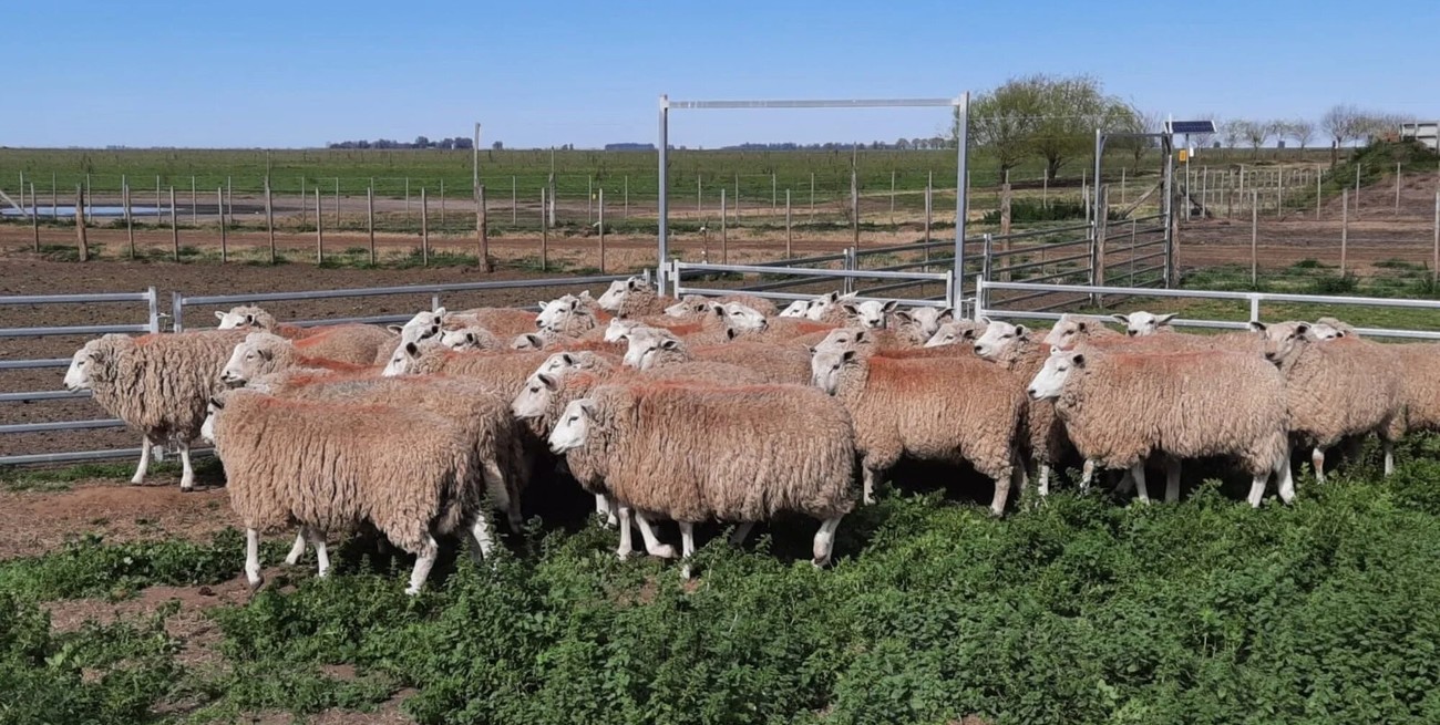 Chubut: robaron 7 ovejas de un campo y dejaron las cabezas colgadas en la tranquera
