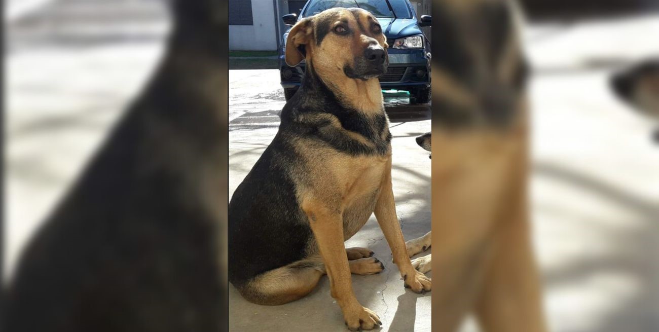 Línea directa: "Violencia, drogas, escraches...", "Rotonda muy peligrosa y sin luz" y otros mensajes