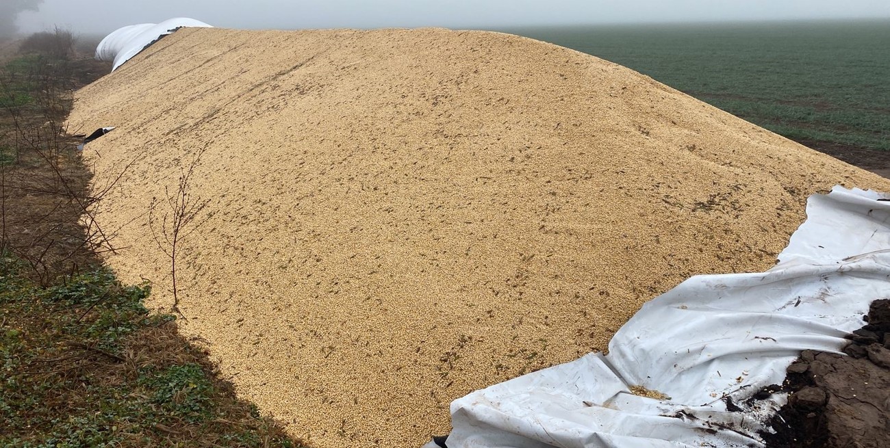 Casilda: hallaron un silobolsa abierto e investigan si fue intencional