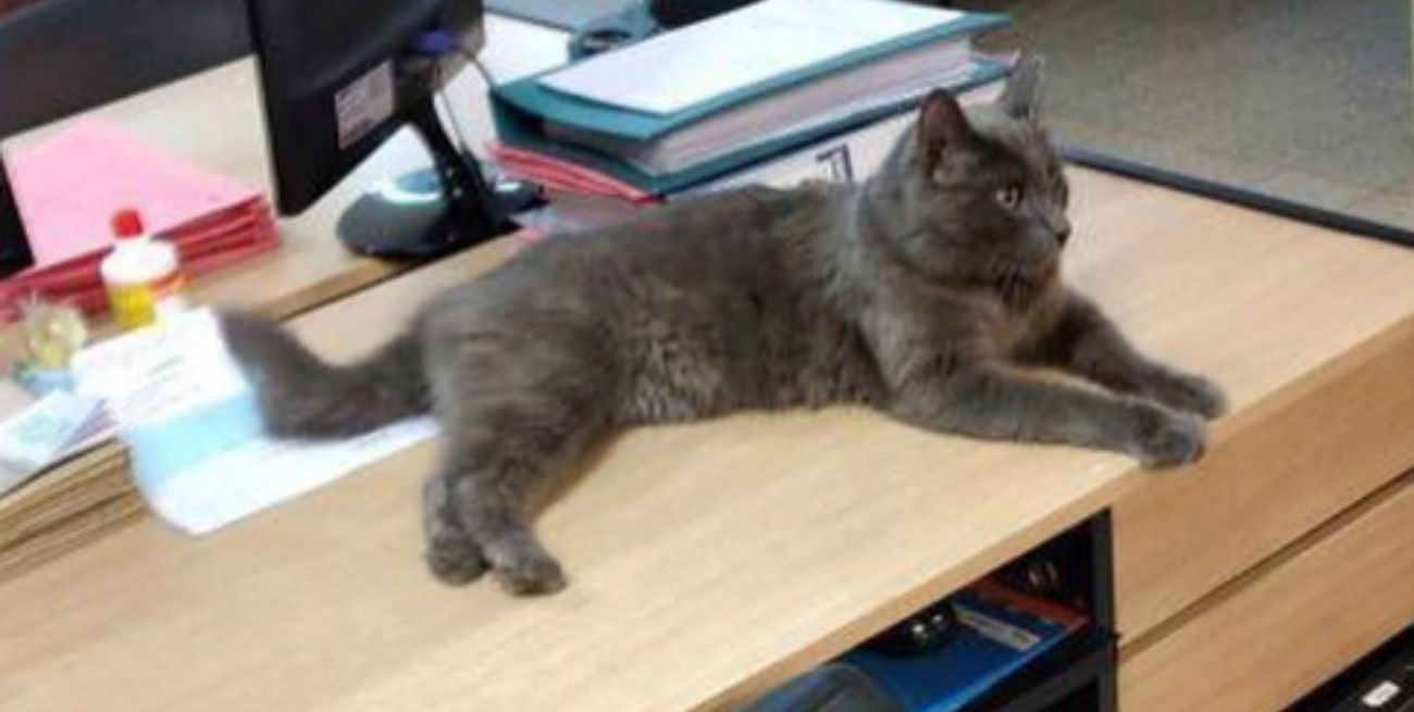 Se perdió "Pipo", el gato de la Municipalidad de Santa Fe