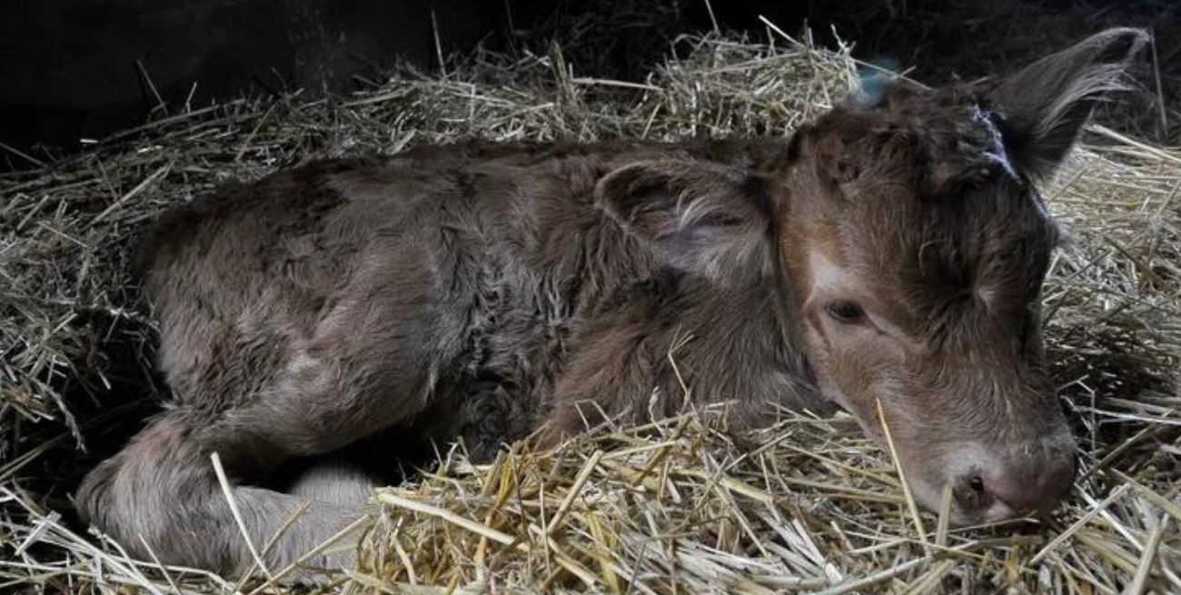 Conocé a Tini Tini, la ternera recién nacida que causa sensación en la Exposición Rural
