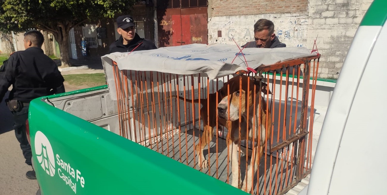 Rescataron 4 perros en Santa Fe: había uno enjaulado y otro encadenado