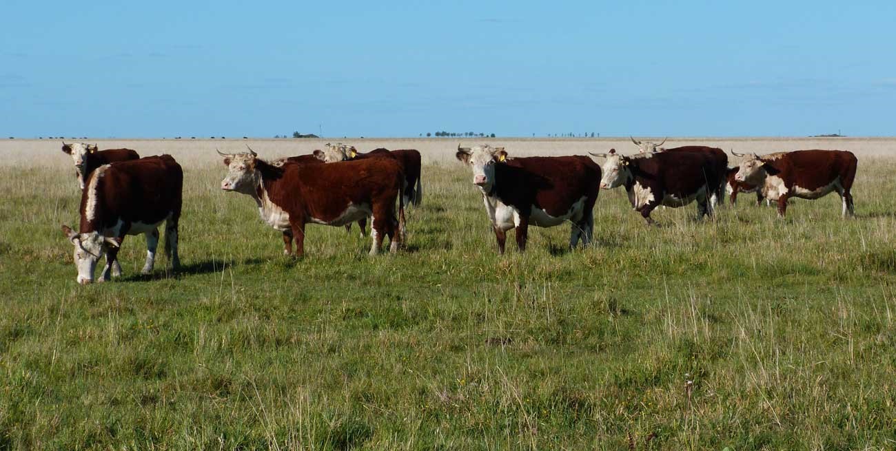 Un rastro de sangre incriminó a tres cuatreros borrachos