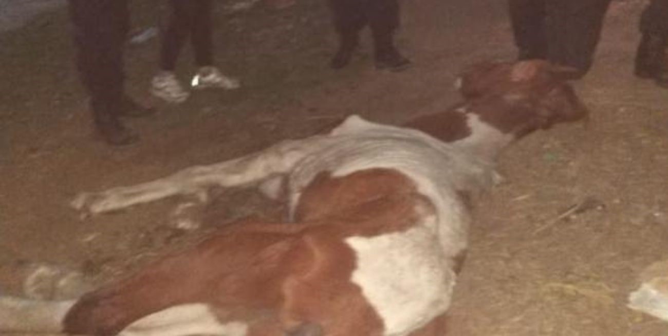 Santa Fe: rescataron a un caballo en grave estado y tratan de salvarle la vida