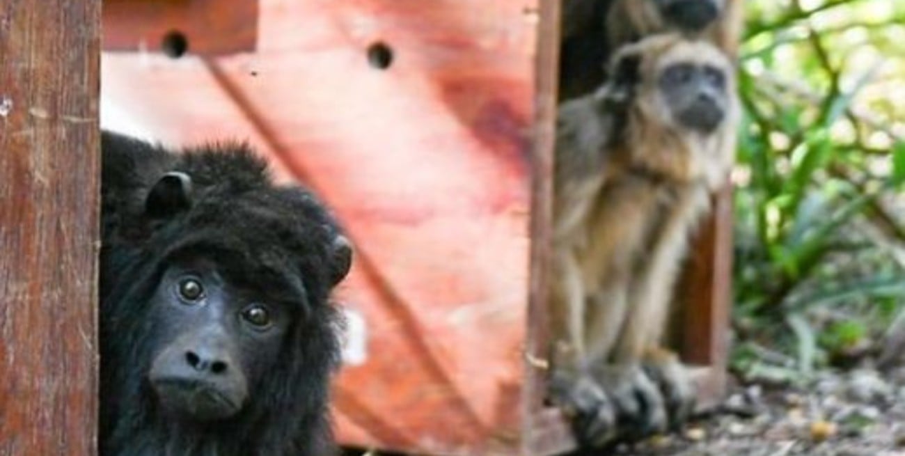 Liberaron cinco ejemplares de mono carayá, 25 loros y un coatí en el norte santafesino