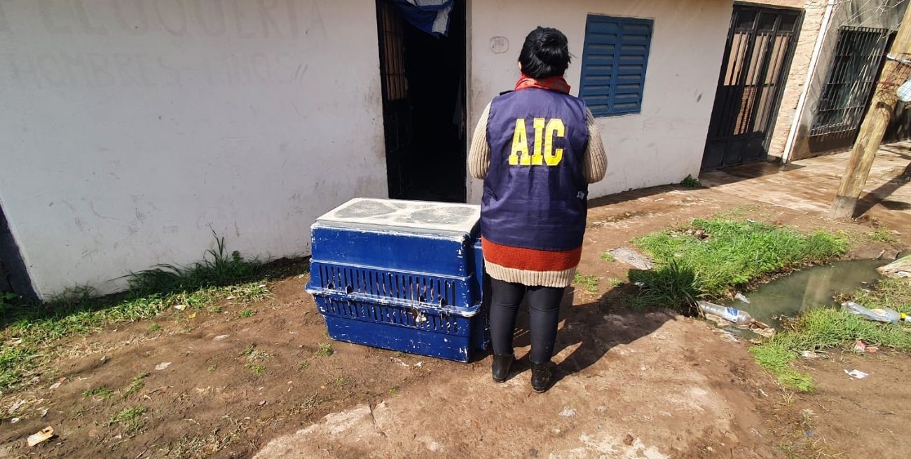 Rescate de un can maltratado en la ciudad de Santa Fe