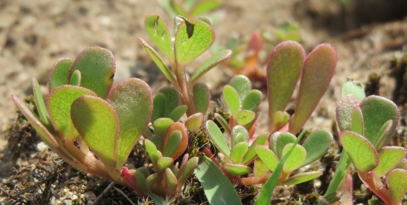 Una mala hierba común puede ser la “superplanta” clave contra la sequía