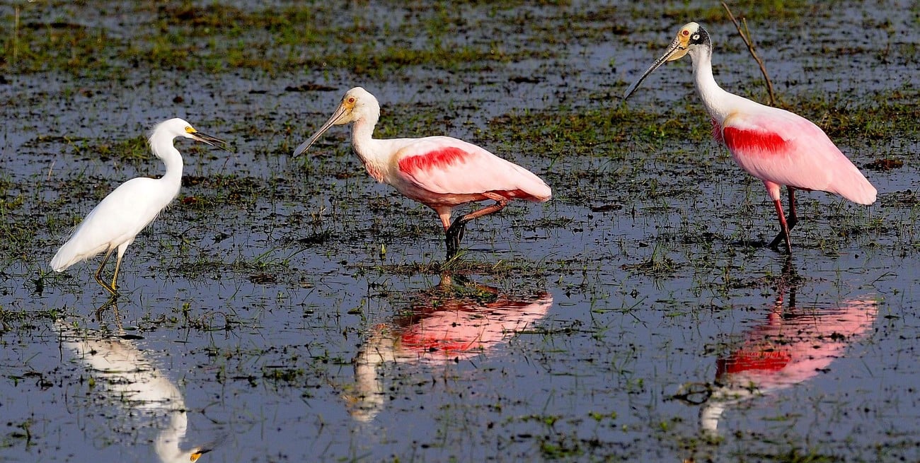 Los humedales ocupan el 21,5% del territorio en Argentina