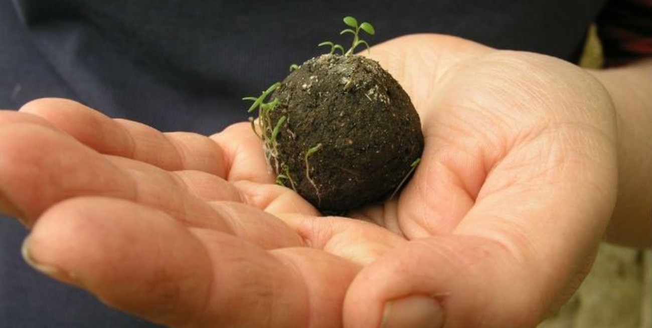 Por primera vez en Catamarca, usarán bombas de semillas para reforestar las zonas afectadas por los incendios