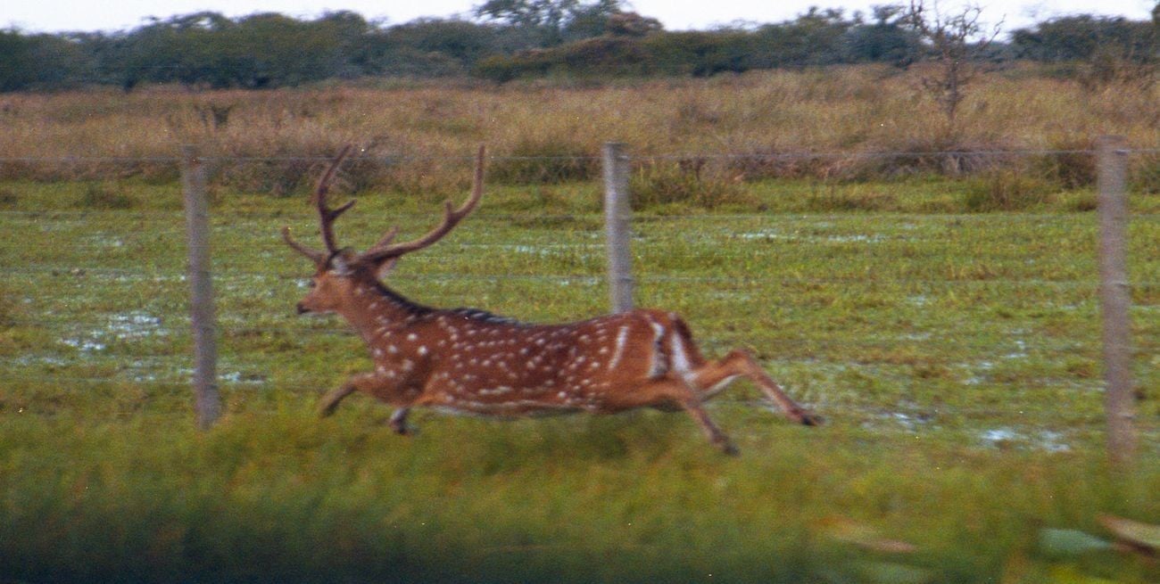 Por la bajante del río y las quemas, cada vez más animales silvestres se refugian en áreas urbanas 