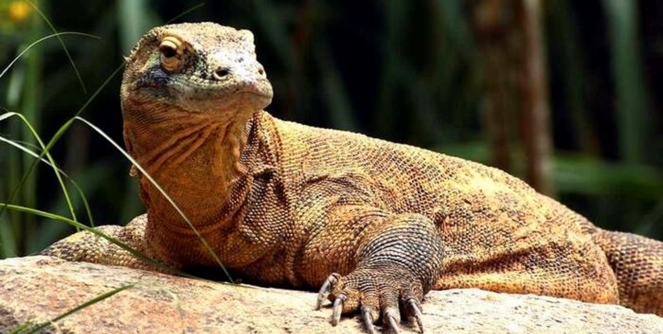 Una dragona de Komodo, en peligro de extinción, puso una docena de huevos 