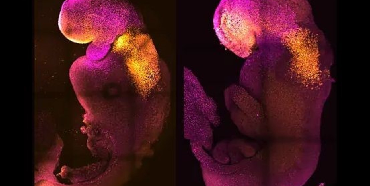 Crearon en laboratorio embriones sintéticos de ratón sin usar esperma, óvulos ni útero