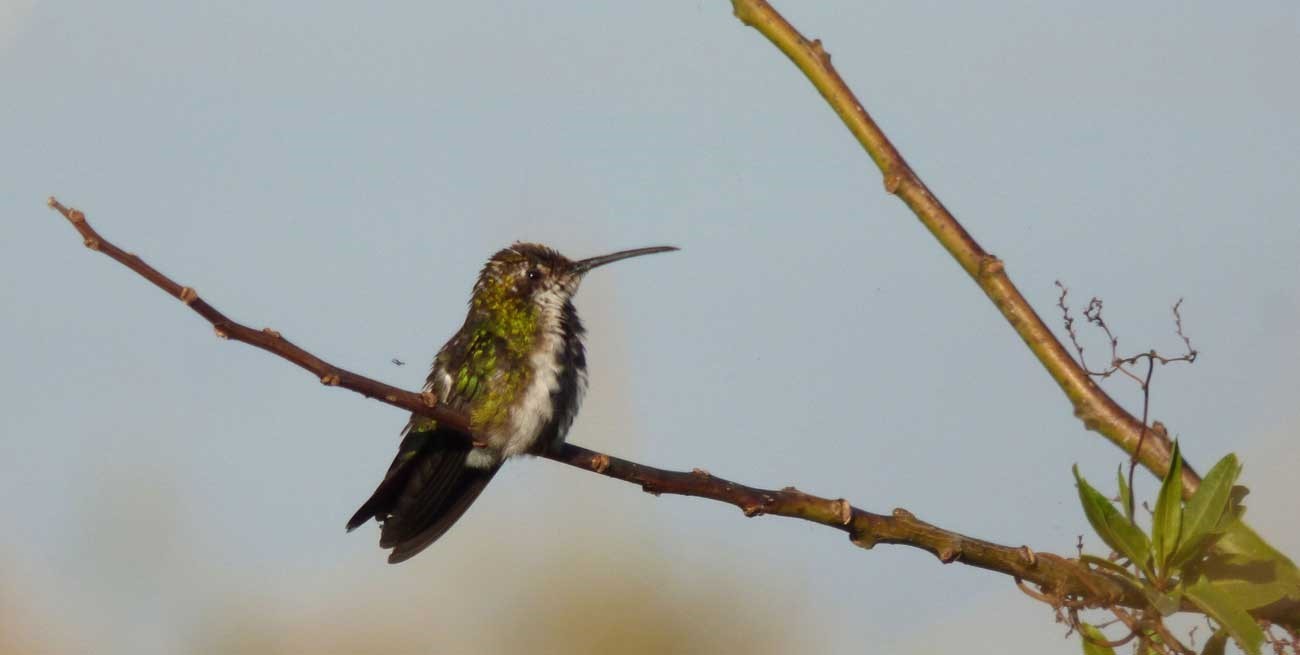 Organizan visitas guiadas a la Reserva Natural de Villa Gobernador Gálvez