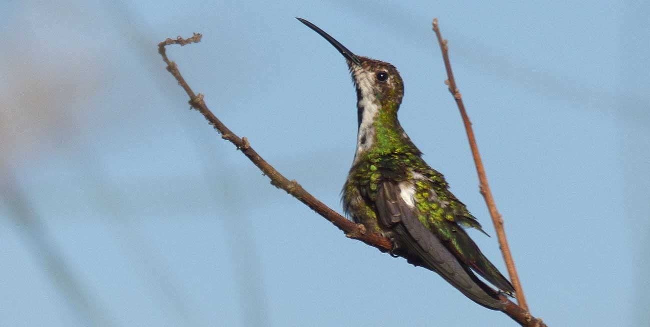 Este néctar tiene ese no sé qué: un picaflor jamás visto en la provincia visitó la ciudad de Santa Fe