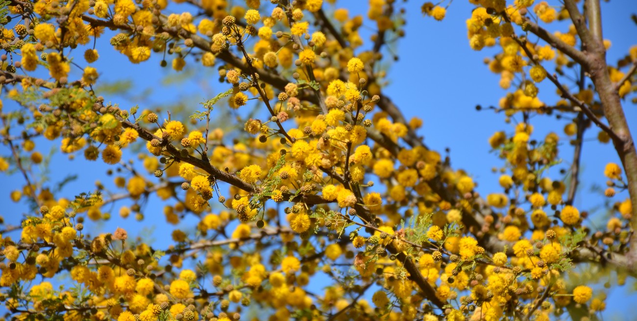 29 de agosto, Día del Árbol 