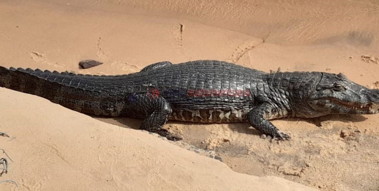 Intentó cazar un yacaré y terminó con cirugía de reconstrucción facial