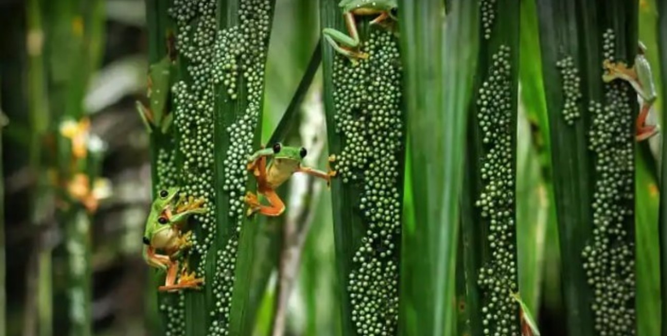 Las mejores imágenes del premio mundial al Fotógrafo de Vida Silvestre de 2022
