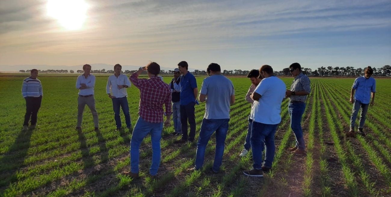 El boom de las legumbres santafesinas se multiplica con el Belgrano Cargas y las terminales portuarias
