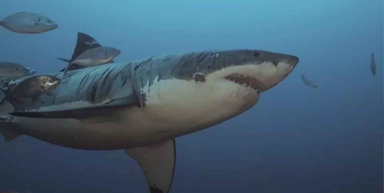 Una turista fue atacada por un tiburón toro en Bahamas y murió en el acto