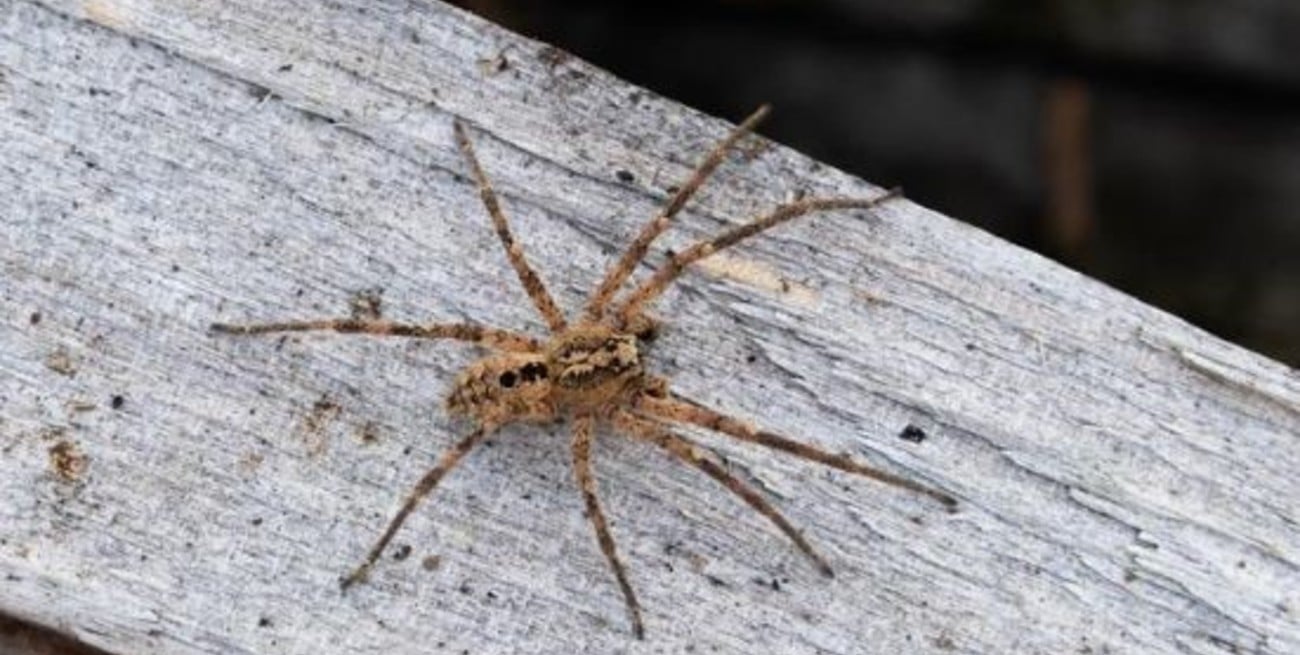 Detectan presencia permanente en Europa de la araña africana Nosferatu