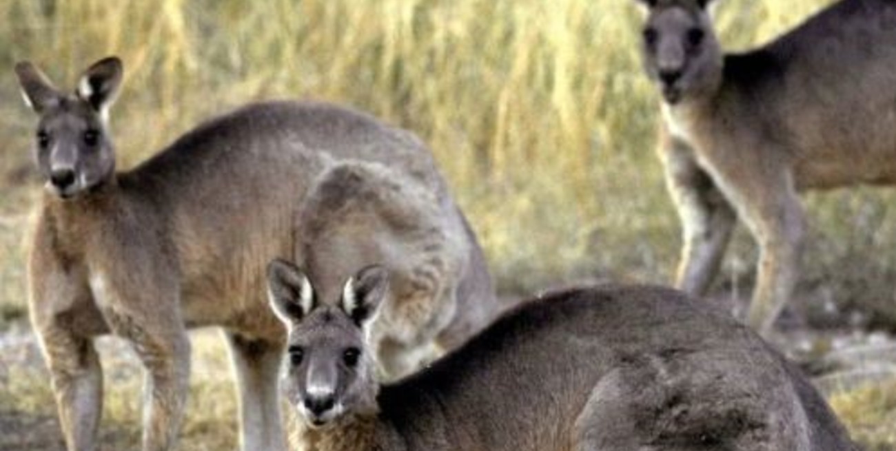 Australia: un canguro mató a un hombre que lo tenía como mascota 