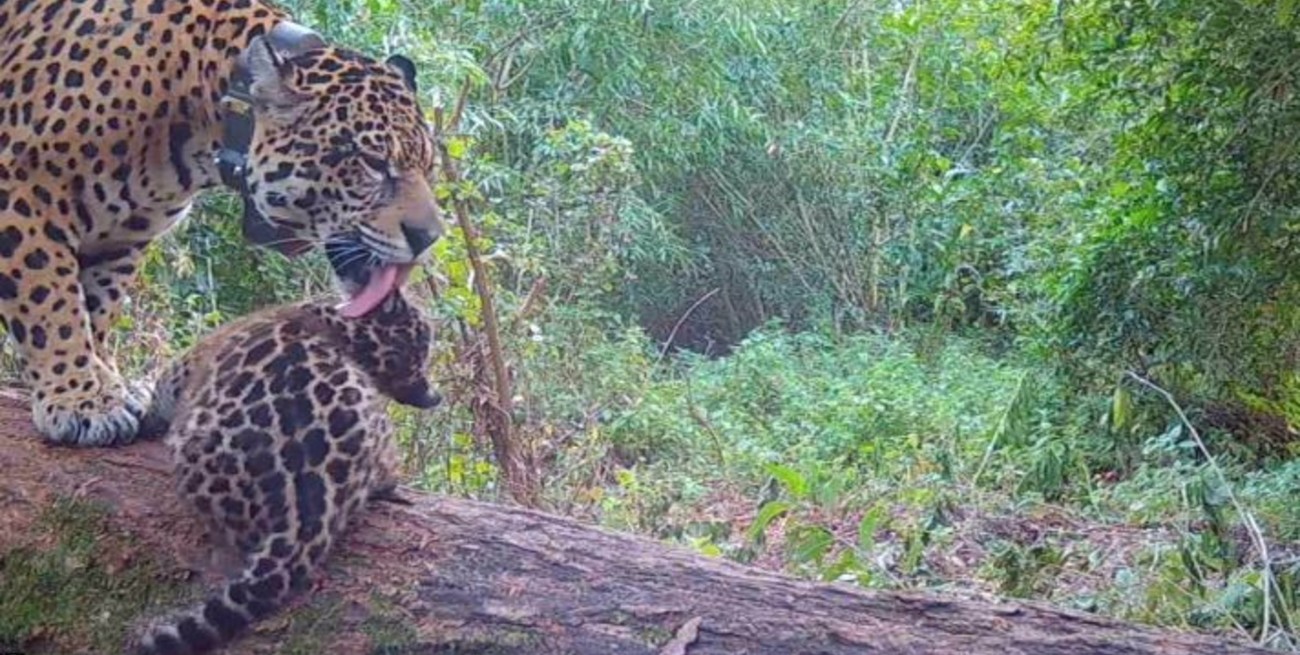 Videos: nacieron dos nuevos cachorros de yaguareté silvestres en el Parque Nacional Iberá