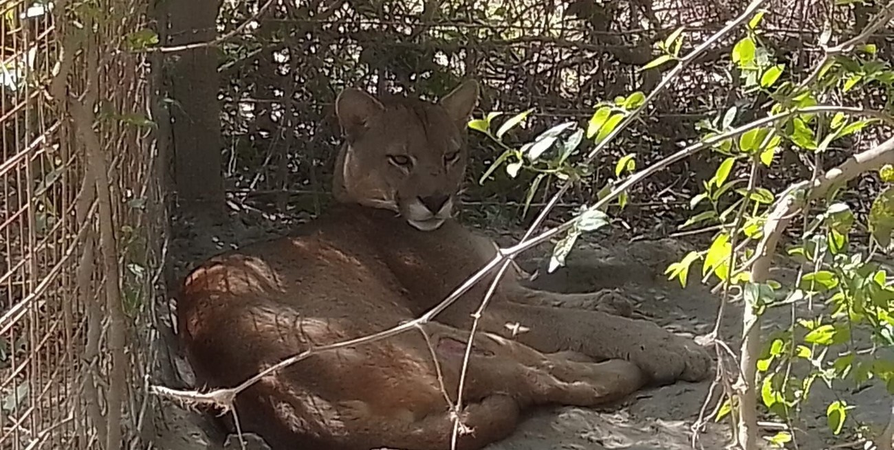 Video: rescataron cientos de animales silvestres en Desvío Arijón