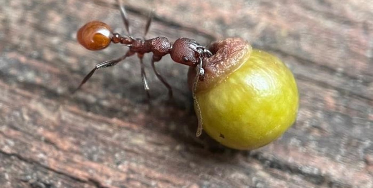 Tiene 8 años y realizó una importante observación sobre la relación entre hormigas y avispas