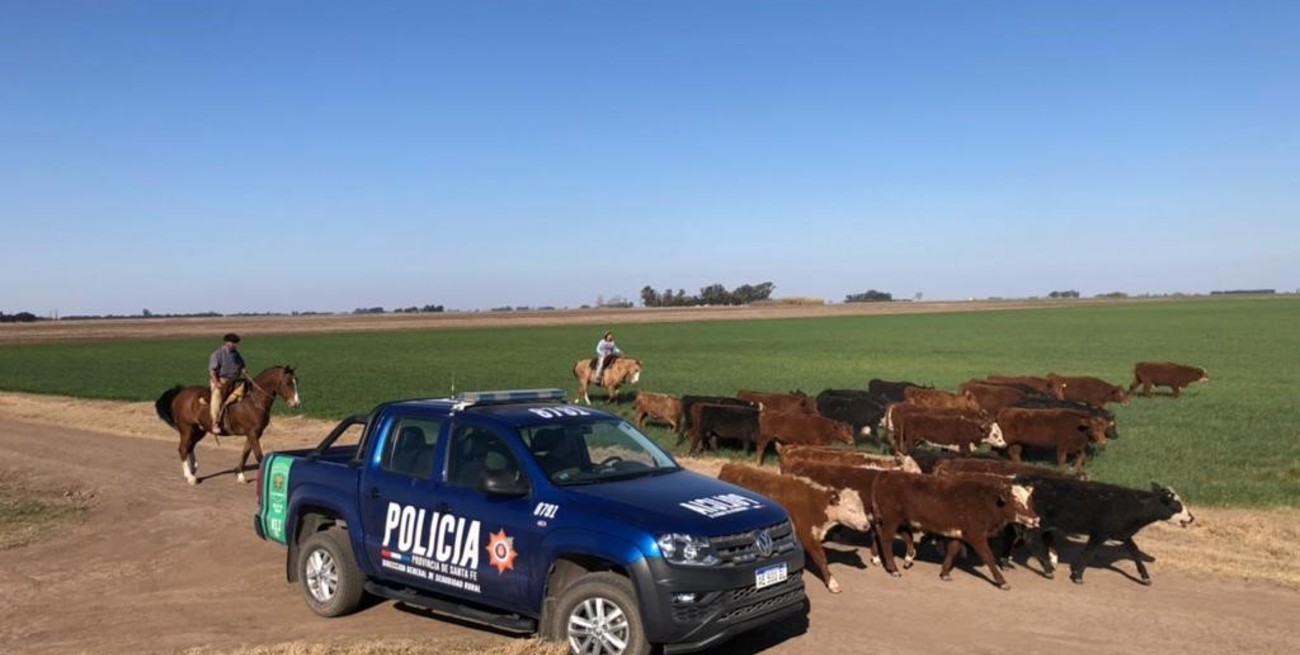 Hallaron ganado bovino que se había perdido en el sur santafesino