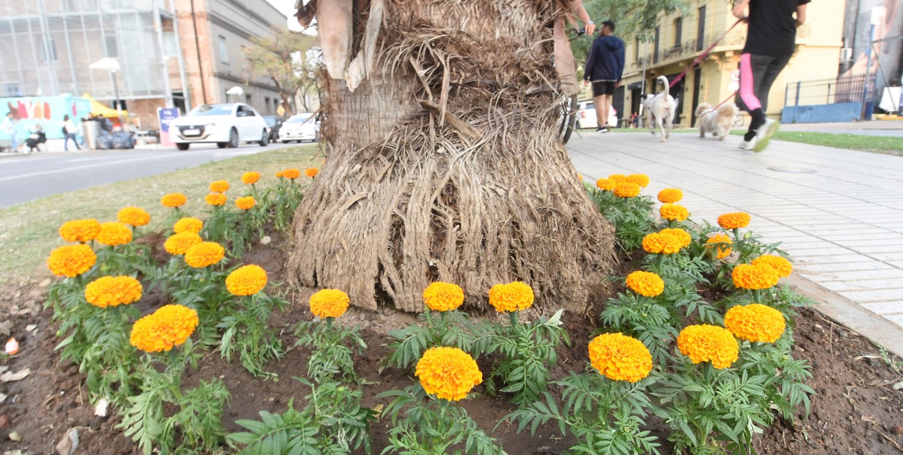 Llega la Primavera al hemisferio sur: ¿por qué florecen las plantas en esta estación?