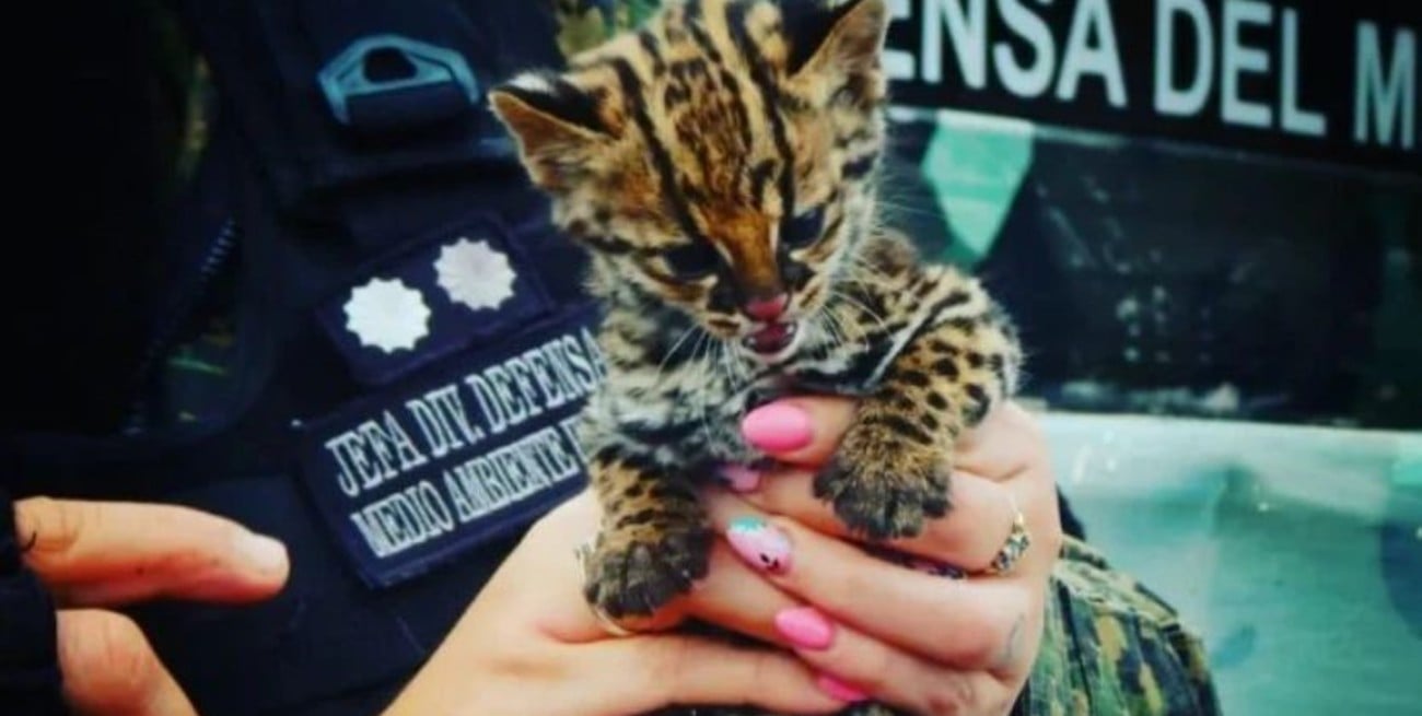 Misiones: rescataron una cría de Margay que un hombre ofrecía a la venta por 300 mil pesos