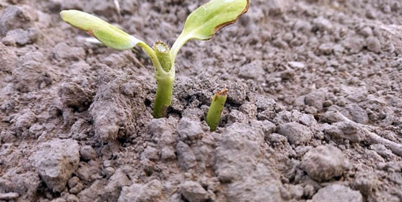 Girasol bajo ataque: los negruchos se sumaron a cotorras y palomas 