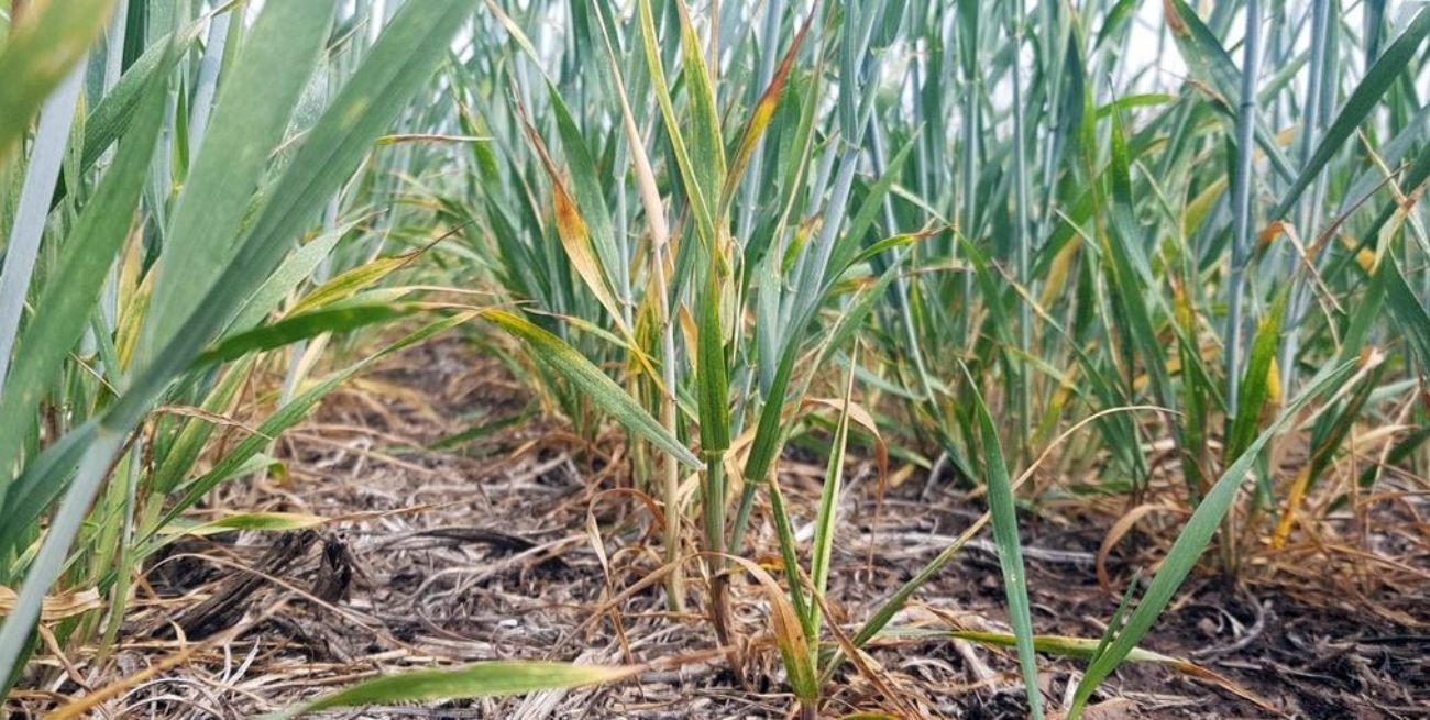 Las lluvias no alcanzaron en Santa Fe y sólo la mitad del trigo está "bueno"