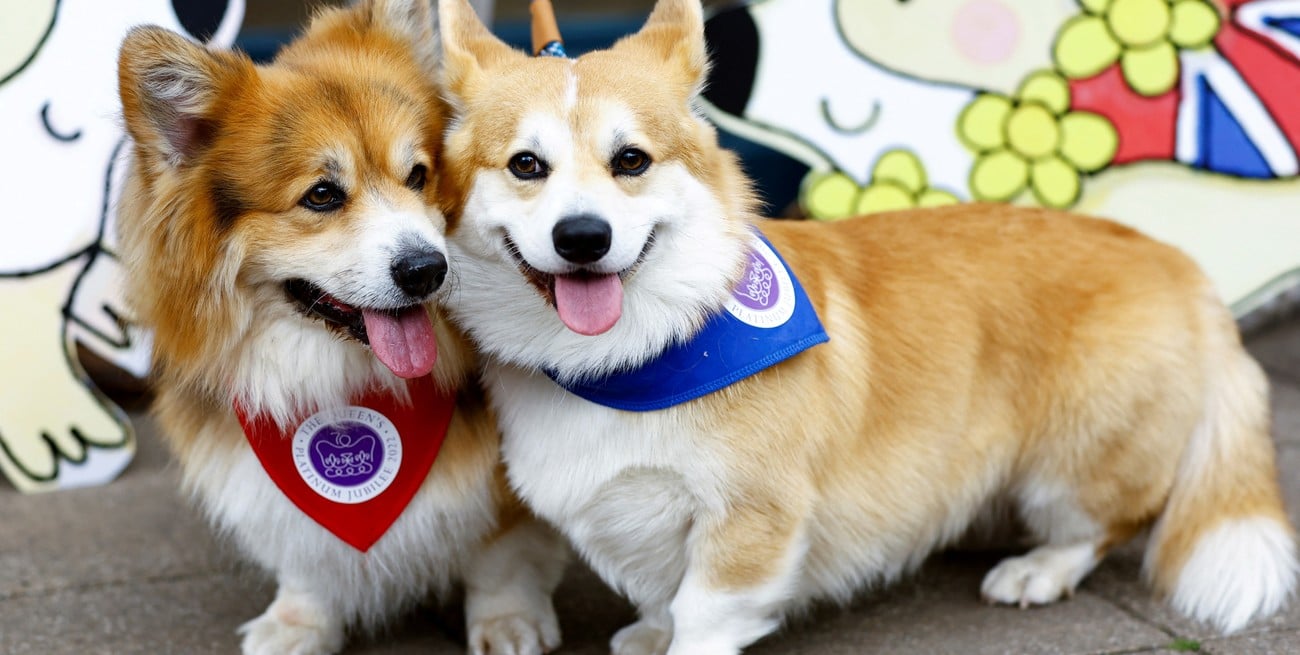 Se disparó el precio de los perros corgi tras la muerte de la reina Isabel II