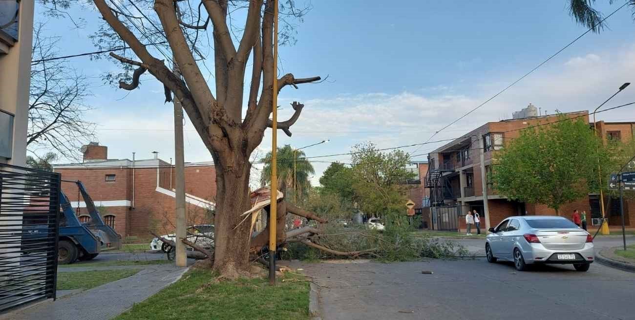 Video: un camión volteó cables de alumbrado y destruyó un árbol en la ciudad de Santa Fe